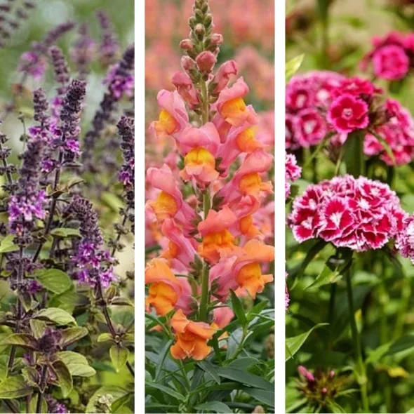 Bio-Blumen-Set II