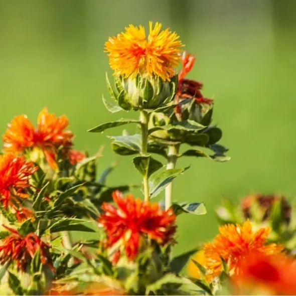 Bio-Blumen-Set I – Bild 3
