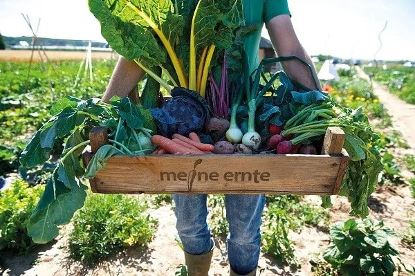 Geschenkgutschein Gemüsegarten – Bild 3