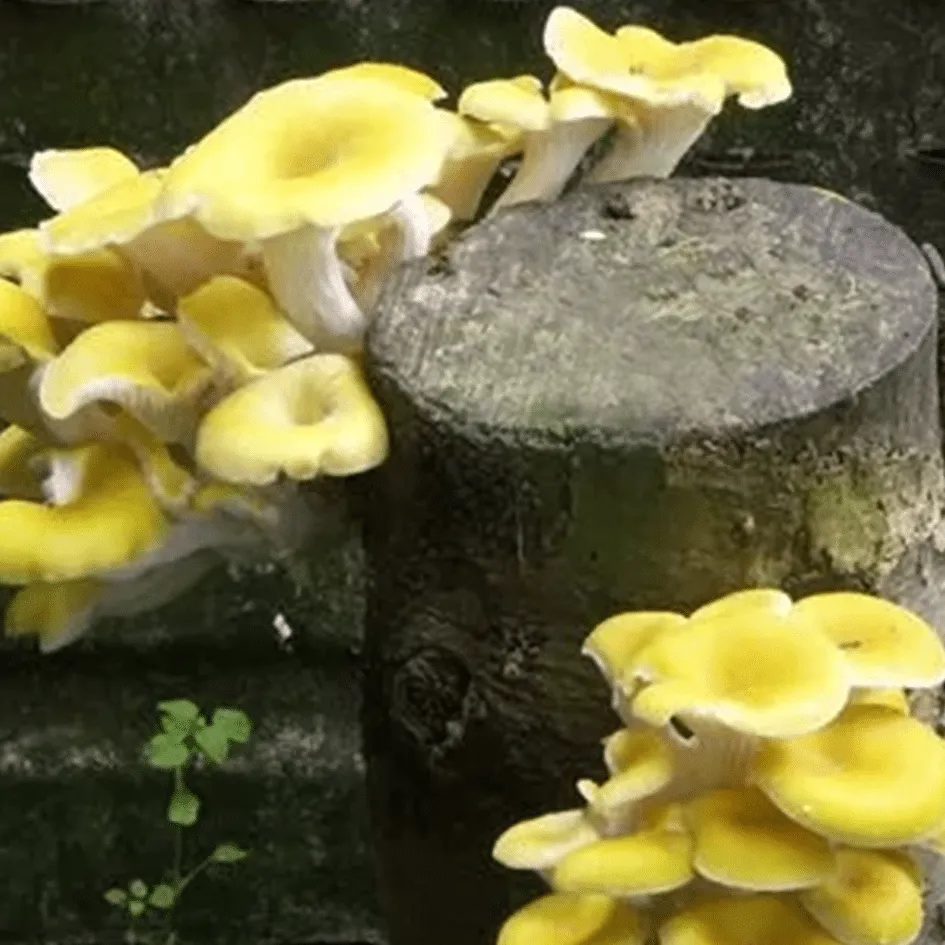 Limonenpilz Glückspilz-Dübel, Pilzzucht – Bild 6