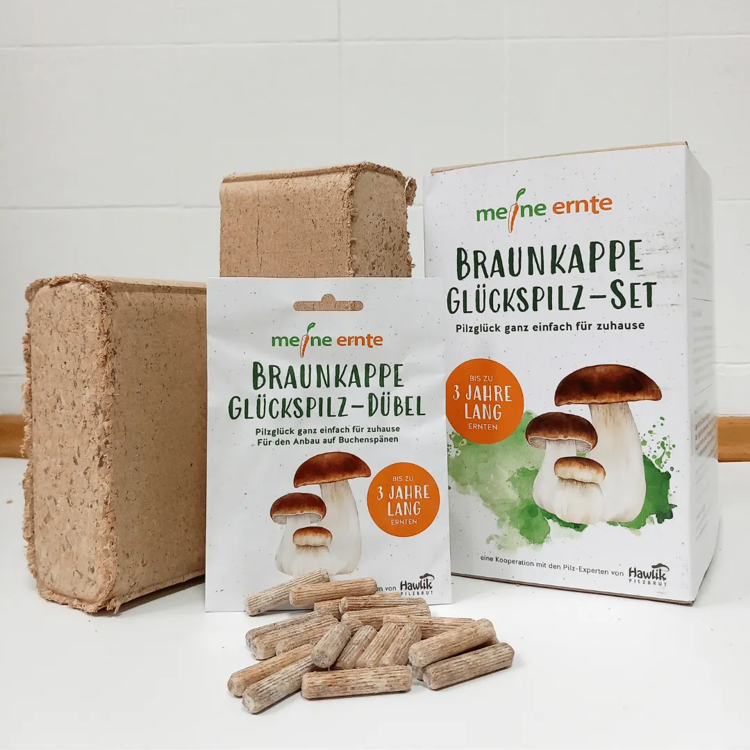 Braunkappe Glückspilz-Set, Pilzzucht – Bild 6