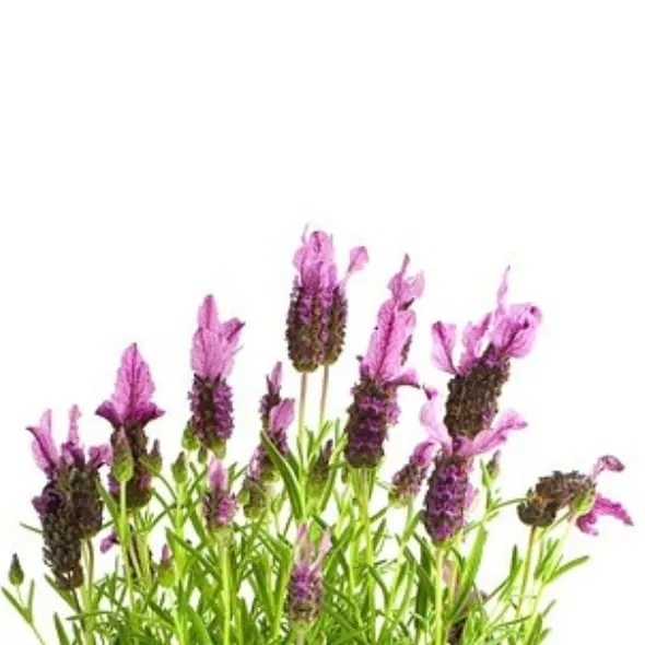 Bio-Premium-Set Kräutergarten – Bild 3