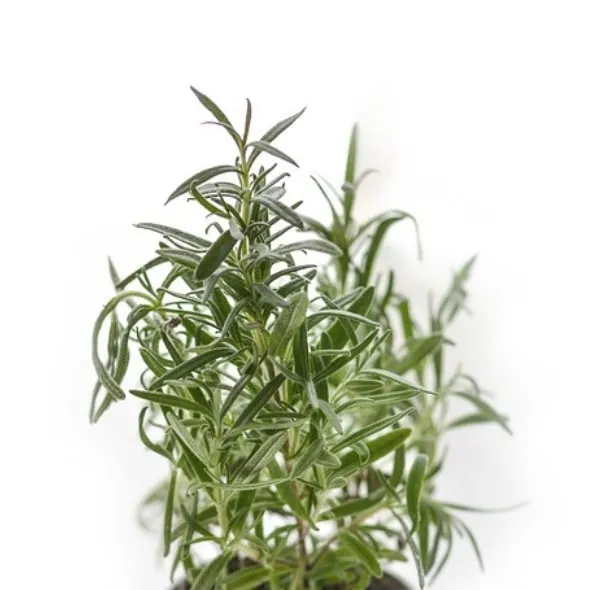 Bio-Premium-Set Kräutergarten – Bild 5