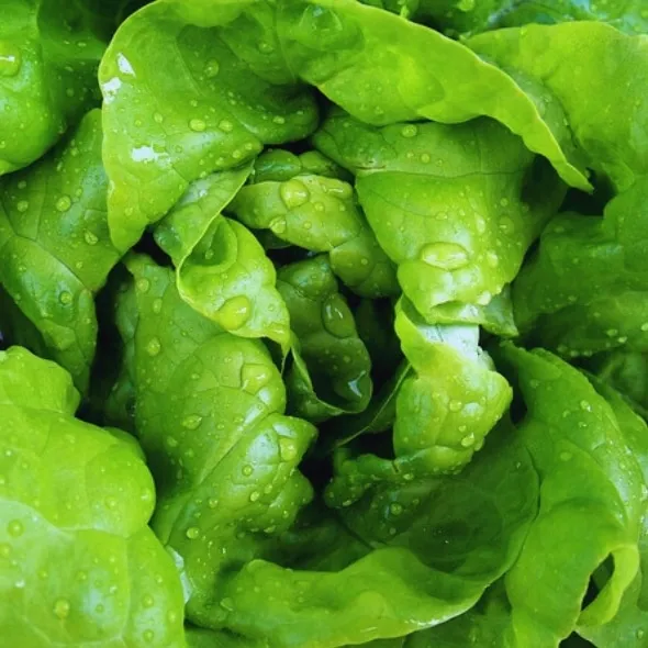 Bio-10er-Set Salate und Co – Bild 4