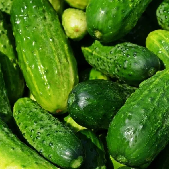 Bio-Premium-Set Sommergemüse I – Bild 7