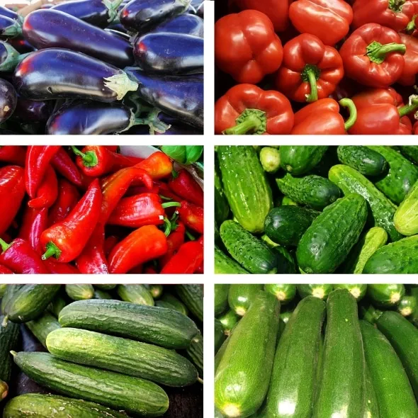 Bio-Premium-Set Sommergemüse I