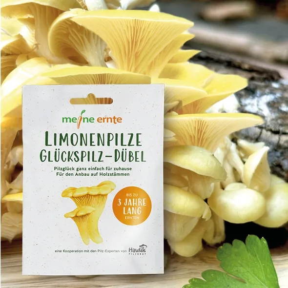 Limonenpilz Glückspilz-Dübel, Pilzzucht – Bild 5